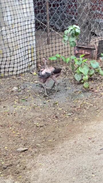 Dòng đá lưng bụng. Mua bán Gà tại Thành phố Thủ Đức Tp Hồ Chí Minh được đăng bởi Đá hình 1