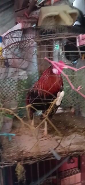 gà tre. Mua bán Gà tại Quận 8 Tp Hồ Chí Minh được đăng bởi luân nguyễn hình 1