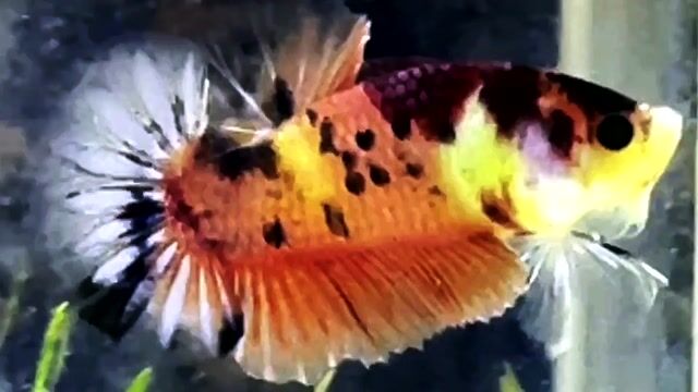 Dạ quang đa sắc. Mua bán Thú cưng khác tại Quận Bình Thạnh Tp Hồ Chí Minh được đăng bởi Nguyễn Trung Hiếu hình 1