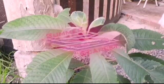 Model - Summer Scarlet joi