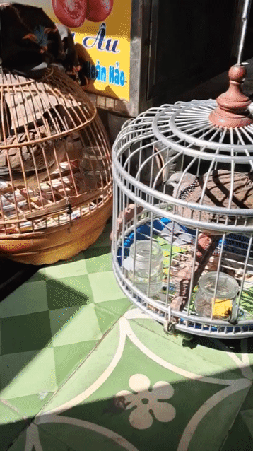 Chim cu gáy Xám. Mua bán Chim tại Quận Ba Đình Hà Nội được đăng bởi Nguyễn vang hình 1