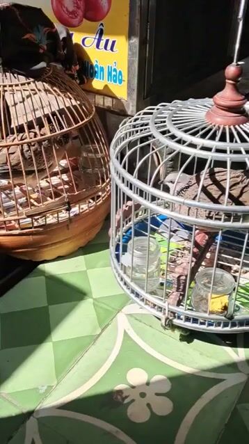 Chim cu gáy Xám. Mua bán Chim tại Quận Ba Đình Hà Nội được đăng bởi Nguyễn vang hình 1