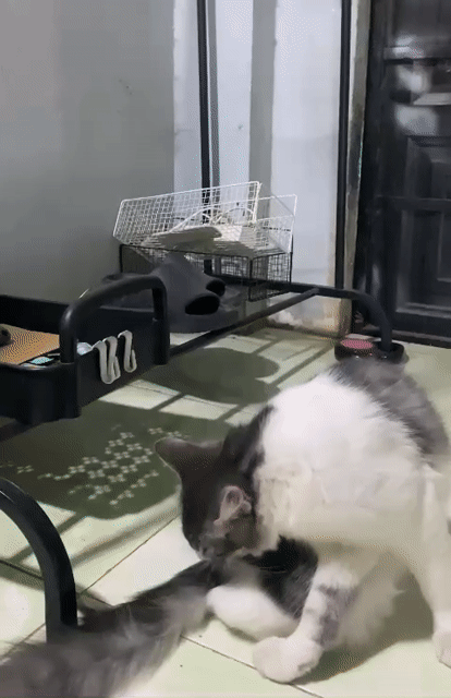 Mèo Trắng xám lông mềm mượt. Mua bán Mèo tại Thị xã Phú Mỹ Bà Rịa - Vũng Tàu được đăng bởi Quan Dk hình 1
