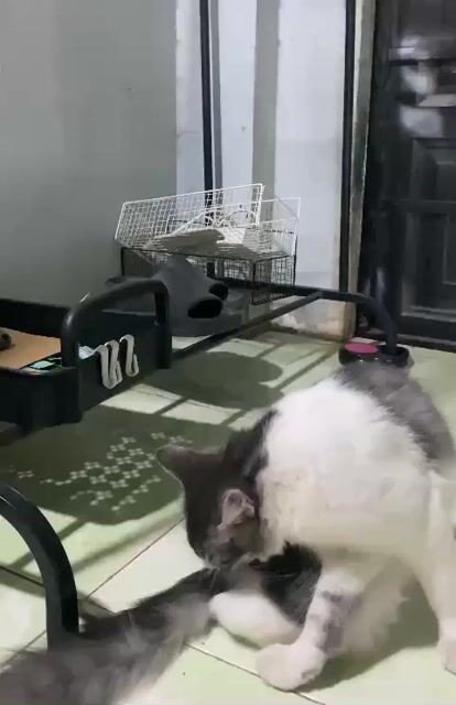 Mèo Trắng xám lông mềm mượt. Mua bán Mèo tại Thị xã Phú Mỹ Bà Rịa - Vũng Tàu được đăng bởi Quan Dk hình 1