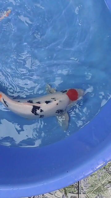 Cá Koi size 45cm. Mua bán Thú cưng khác tại Huyện Trảng Bom Đồng Nai được đăng bởi Sơn  hình 1