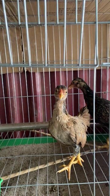 gà mái bắc cộc 4 tháng. Mua bán Gà tại Quận Long Biên Hà Nội được đăng bởi gà tre 08866 một 5668 hình 1
