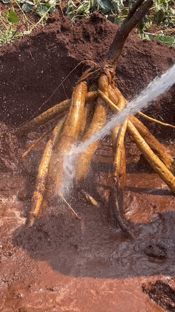 Bột sắn dây tự nhiên. Mua bán Đồ ăn, thực phẩm và các loại khác tại Quận Bình Thuỷ Cần Thơ được đăng bởi nhi hình 1