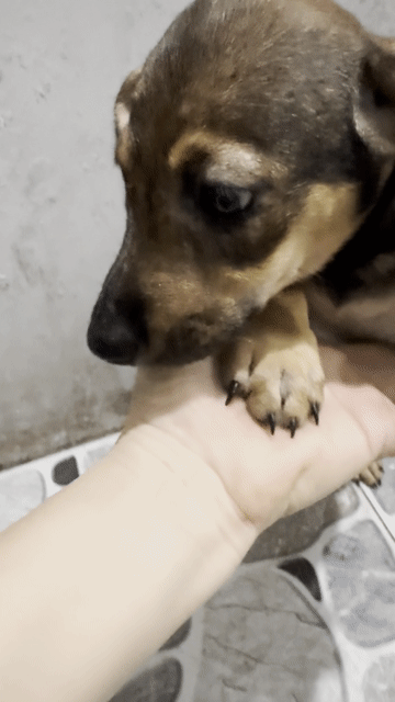 Chó Lạp xưởng lai cái hơn 2 tháng. Mua bán Chó tại Quận Gò Vấp Tp Hồ Chí Minh được đăng bởi My hình 1