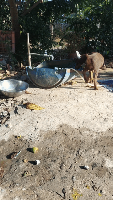 Chó Doberman đực 4 tháng. Mua bán Chó tại Huyện Cần Đước Long An được đăng bởi Where Are You hình 1