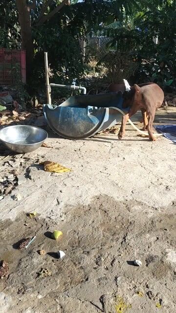 Chó Doberman đực 4 tháng. Mua bán Chó tại Huyện Cần Đước Long An được đăng bởi Where Are You hình 1