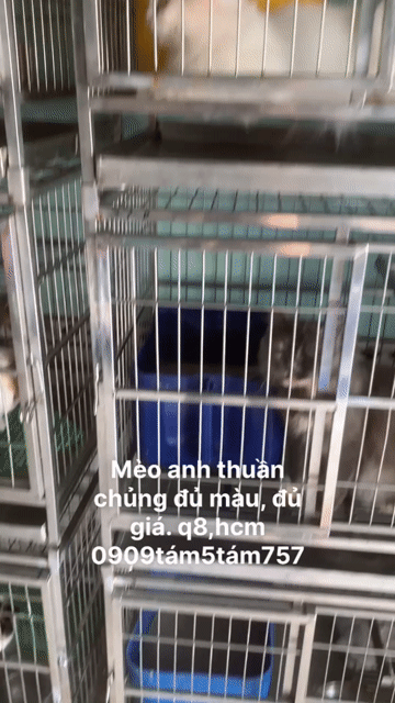 mèo anh ❤️ thuần chủng ❤️💚💙 đủ màu. Mua bán Mèo tại Quận 8 Tp Hồ Chí Minh được đăng bởi Cửa Hàng Thanh Lý Đồ Cũ Mới hình 1