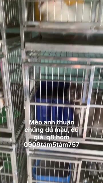 mèo anh ❤️ thuần chủng ❤️💚💙 đủ màu. Mua bán Mèo tại Quận 8 Tp Hồ Chí Minh được đăng bởi Cửa Hàng Thanh Lý Đồ Cũ Mới hình 1