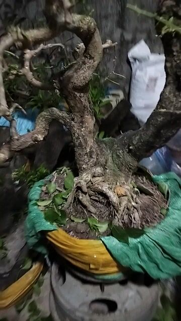 Hoa giấy tím huế vạn hoa lầu. Mua bán Cây cảnh, đồ trang trí tại Quận 12 Tp Hồ Chí Minh được đăng bởi đăng khoa hình 1