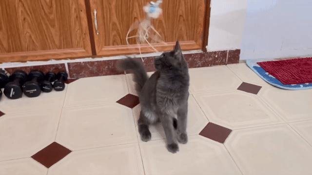 Mèo Main Coon đực Xám 3 tháng. Mua bán Mèo tại Quận 8 Tp Hồ Chí Minh được đăng bởi Tony Minh hình 1