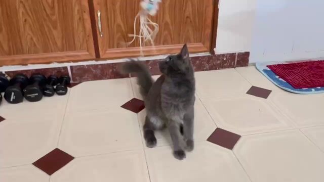 Mèo Main Coon đực Xám 3 tháng. Mua bán Mèo tại Quận 8 Tp Hồ Chí Minh được đăng bởi Tony Minh hình 1