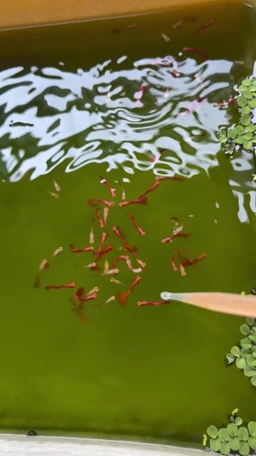 Cá cảnh Thủy sinh Full red màu Đỏ. Mua bán Thú cưng khác tại Quận Hải Châu Đà Nẵng được đăng bởi Mai Phương hình 1