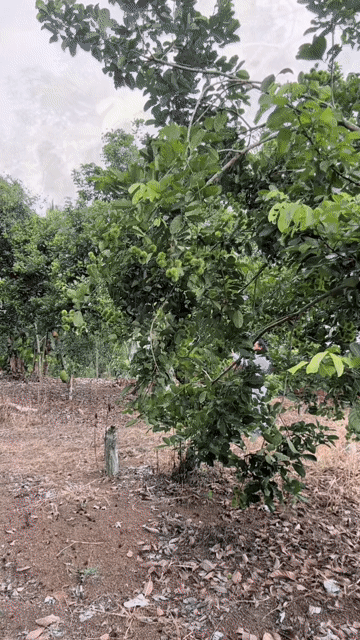 Mua bán Đất Thành phố Long Khánh Đồng Nai diện tích 390 m² giá 500 triệu