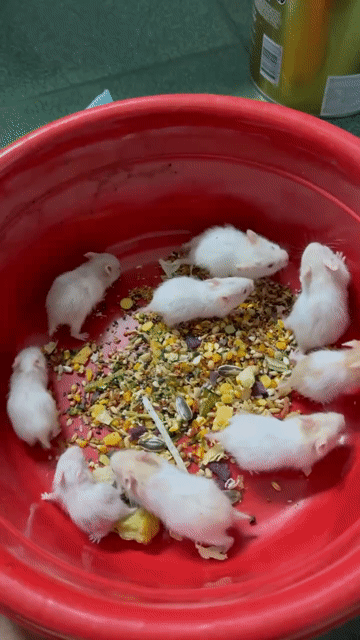 Chuột Hamster Bear Trắng, Nâu trắng 1 tháng. Mua bán Thú cưng khác tại Thành phố Thủ Đức Tp Hồ Chí Minh được đăng bởi Tai T Nguyen hình 1
