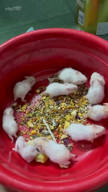 Chuột Hamster Bear Trắng, Nâu trắng 1 tháng. Mua bán Thú cưng khác tại Thành phố Thủ Đức Tp Hồ Chí Minh được đăng bởi Tai T Nguyen hình 1