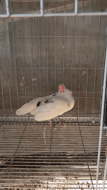 Gà tre mỹ mái bướm làm giống. Mua bán Gà tại Huyện Châu Phú An Giang được đăng bởi Gà kiểng hình 1