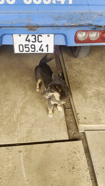 Chó Husky lai Corgi giống lùn. Mua bán Chó tại Huyện Gio Linh Quảng Trị được đăng bởi Đăng Phú hình 1