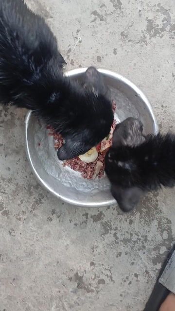 Chó con lai Đen mun. Mua bán Chó tại Quận Bình Tân Tp Hồ Chí Minh được đăng bởi Ngọc Anh Nguyễn hình 1