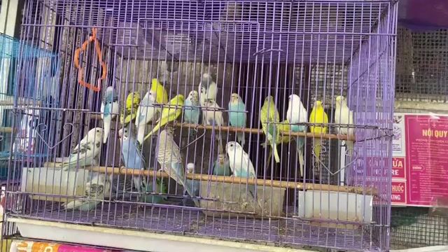 Vẹt cảnh nhiều màu khỏe mạnh. Mua bán Chim tại Quận Hai Bà Trưng Hà Nội được đăng bởi Shop chim cảnh hình 1