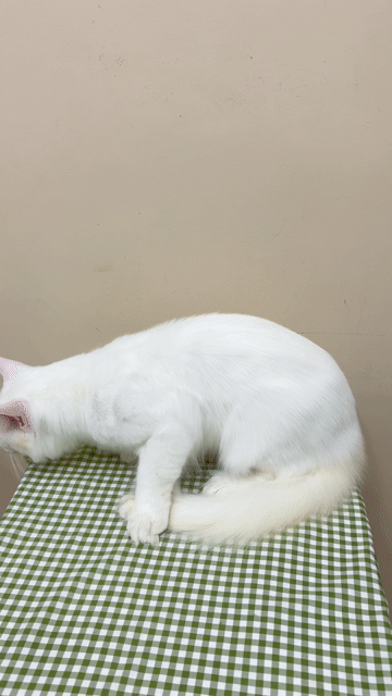 manie coon đực trắng polly. Mua bán Mèo tại Huyện Tân Phú Đồng Nai được đăng bởi Đặng Gia Bảo hình 1