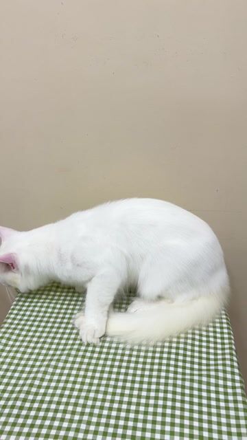 manie coon đực trắng polly. Mua bán Mèo tại Huyện Tân Phú Đồng Nai được đăng bởi Đặng Gia Bảo hình 1