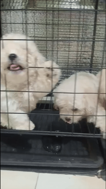 Chó Poodle Tiny Trắng 2 tháng. Mua bán Chó tại Thành phố Thuận An Bình Dương được đăng bởi Hiếu hình 1