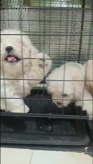 Chó Poodle Tiny Trắng 2 tháng. Mua bán Chó tại Thành phố Thuận An Bình Dương được đăng bởi Hiếu hình 1