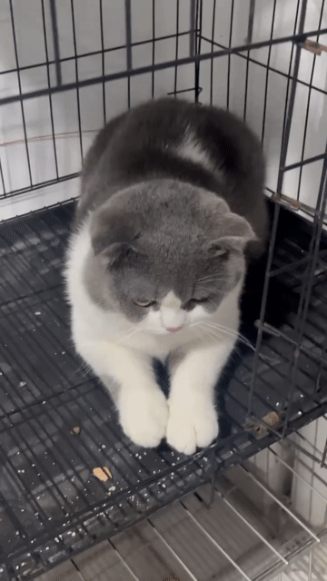 Gả mèo anh cá hssv. Mua bán Mèo tại Quận 12 Tp Hồ Chí Minh được đăng bởi Nguyễn Thị Mỹ Linh  hình 1