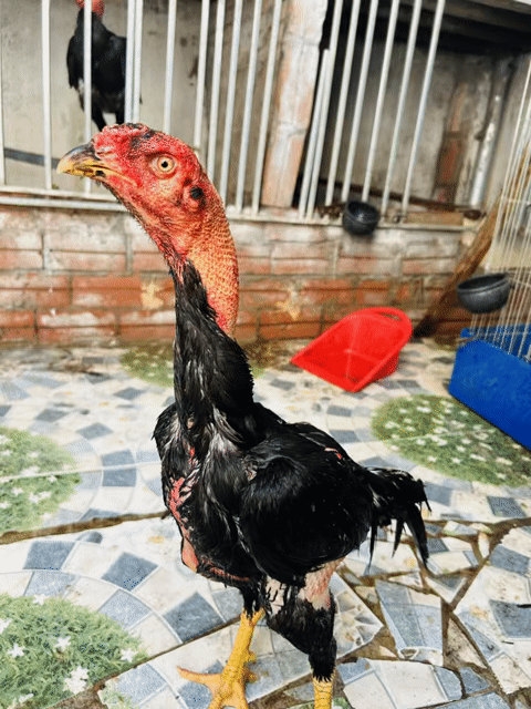 Gà chọi Ô đực 2.5kg màu đen. Mua bán Gà tại Huyện Thanh Trì Hà Nội được đăng bởi Thuỷ hình 1