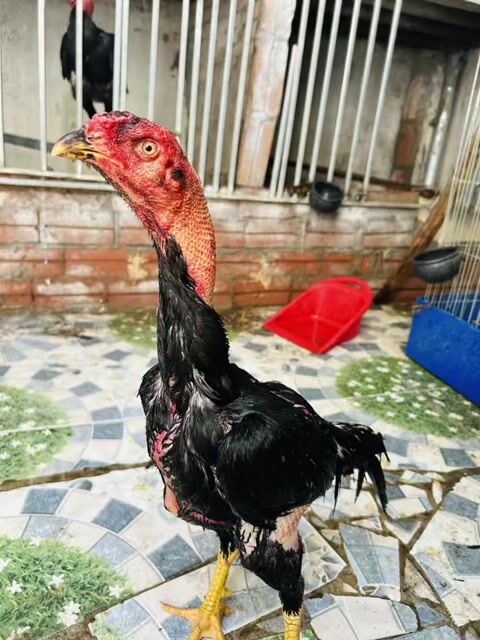 Gà chọi Ô đực 2.5kg màu đen. Mua bán Gà tại Huyện Thanh Trì Hà Nội được đăng bởi Thuỷ hình 1