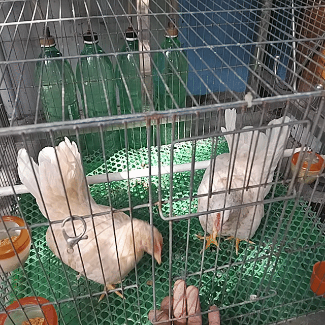 Cặp gà tre thái mái trắng khỏe mạnh. Mua bán Gà tại Thành phố Dĩ An Bình Dương được đăng bởi Quân nguyễn hình 1