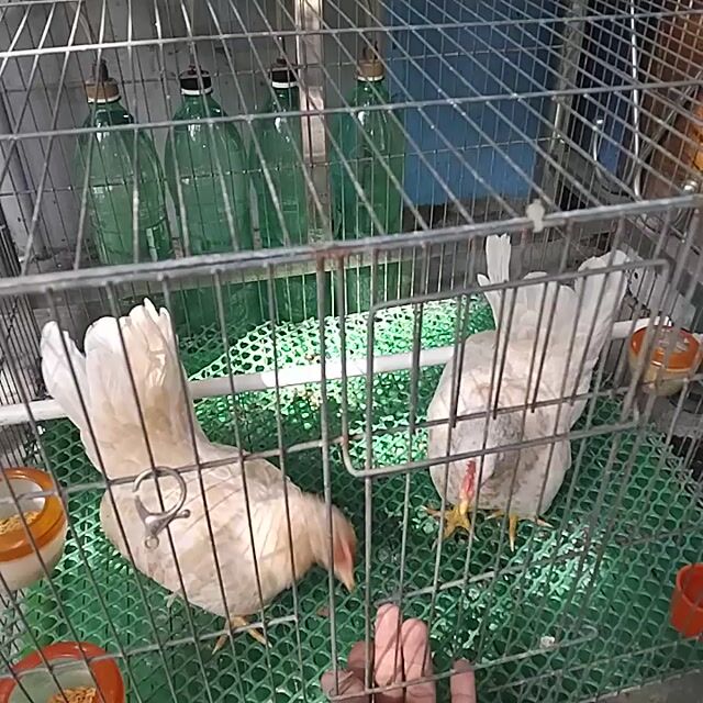 Cặp gà tre thái mái trắng khỏe mạnh. Mua bán Gà tại Thành phố Dĩ An Bình Dương được đăng bởi Quân nguyễn hình 1