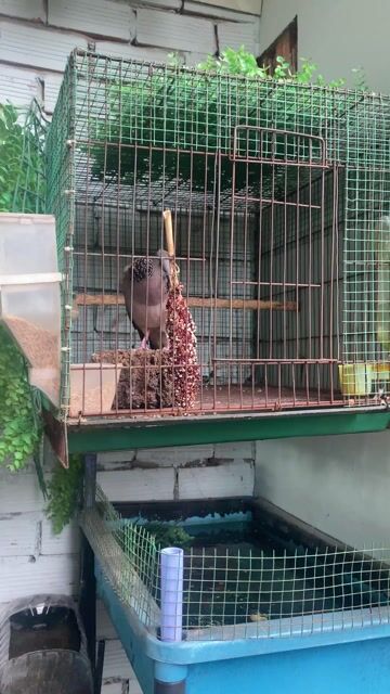 cu gáy mồi. Mua bán Chim tại Thành phố Thuận An Bình Dương được đăng bởi Mai Văn Chánh hình 1