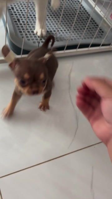 Chihuahua Socola đực thuần 6 lạng. Mua bán Chó tại Thành phố Thủ Đức Tp Hồ Chí Minh được đăng bởi Ân Ân hay thanh lý tất tần tật  hình 1