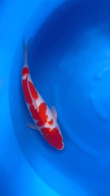 Cá chép Koi Dainichi Kohaku Nhật Bản 35cm. Mua bán Thú cưng khác tại Quận 12 Tp Hồ Chí Minh được đăng bởi Gin Koi Farm hình 1