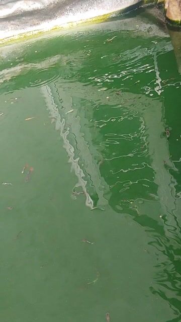 7 màu giá 1k. guppy - Cá bảy màu lai tạp khỏe mạnh. Mua bán Thú cưng khác tại Thành phố Biên Hòa Đồng Nai được đăng bởi Hoa Lan Sưu Tầm hình 1