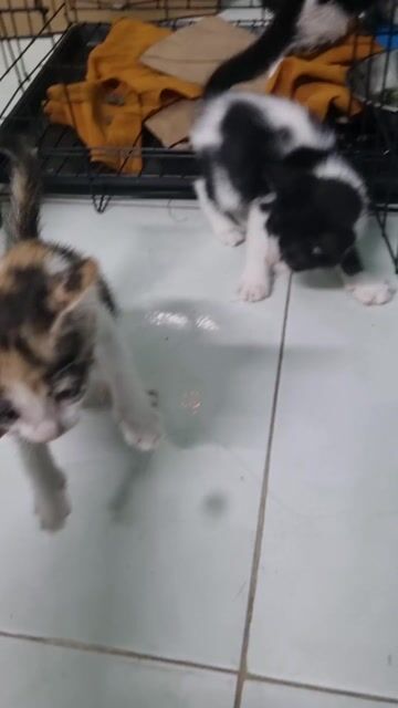 Mèo con Đen trắng, Tam thể. Mua bán Mèo tại Quận 12 Tp Hồ Chí Minh được đăng bởi Quốc Thuận hình 1