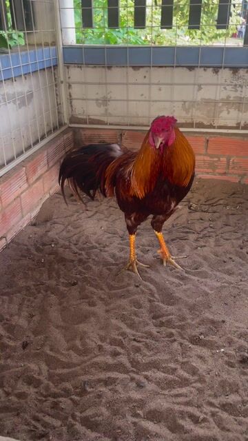 Gà khét 3kg2 tơ zin. Mua bán Gà tại Thành phố Tân An Long An được đăng bởi lê văn nù hình 1