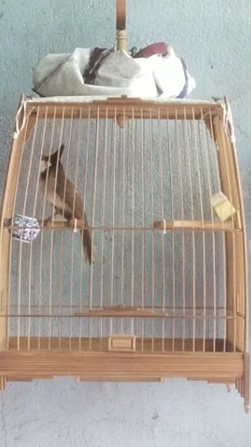 Chim chào mào. Mua bán Chim tại Huyện Trảng Bom Đồng Nai được đăng bởi Nguyễn Thiên Phúc  hình 1