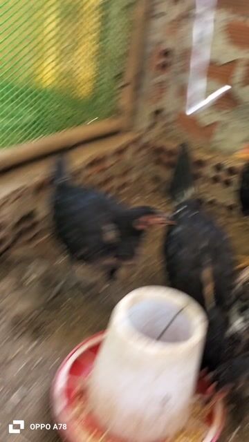 Jap Mỹ/Asil Mỹ trống mái gần 3 tháng. Mua bán Gà tại Thị xã Phú Mỹ Bà Rịa - Vũng Tàu được đăng bởi Taikieubaria hình 1