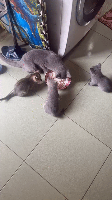 Mèo ALN lai ALD 2 tháng. Mua bán Mèo tại Quận 12 Tp Hồ Chí Minh được đăng bởi Tường hình 1