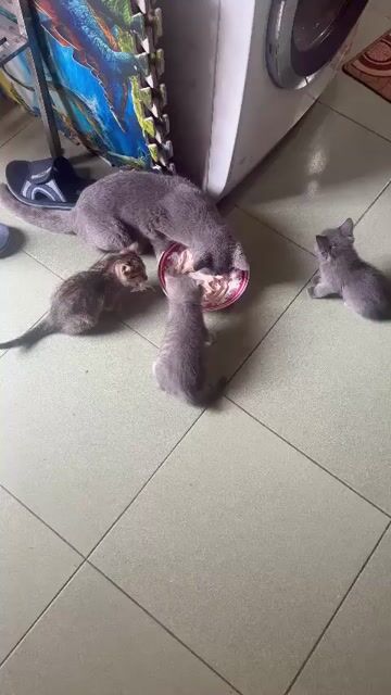 Mèo ALN lai ALD 2 tháng. Mua bán Mèo tại Quận 12 Tp Hồ Chí Minh được đăng bởi Tường hình 1