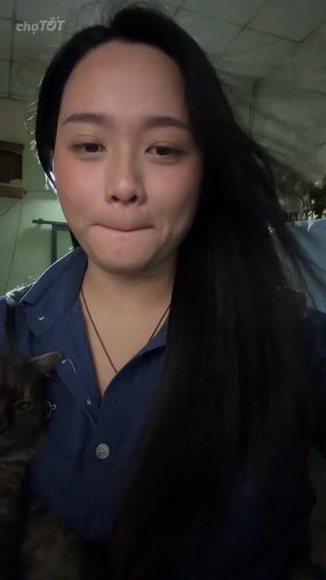 Mèo Anh lông ngắn đực Xám. Mua bán Mèo tại Huyện Long Điền Bà Rịa - Vũng Tàu được đăng bởi biều thị hải yên  hình 1