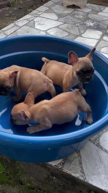 Bull Pháp  Giá 2TR Chơi Tết. Mua bán Chó tại Thị xã Bình Minh Vĩnh Long được đăng bởi Trại Bull Pháp Vĩnh Long hình 1