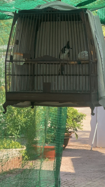Chim chào mào trống. Mua bán Chim tại Huyện Phong Điền Cần Thơ được đăng bởi Quân thanh hình 1