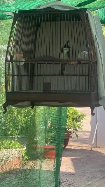 Chim chào mào trống. Mua bán Chim tại Huyện Phong Điền Cần Thơ được đăng bởi Quân thanh hình 1